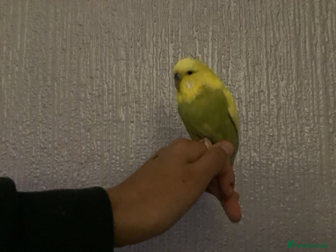 Budgerigars birds for sale: 2 semi Tame budgie (£80 lowest £65) for both - Advert 1