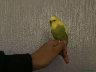 Budgerigars birds 2 semi Tame budgie (£80 lowest £65) for both - Advert 1