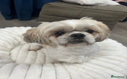 Shih Tzu dogs for sale: Shih tzu - Image 8