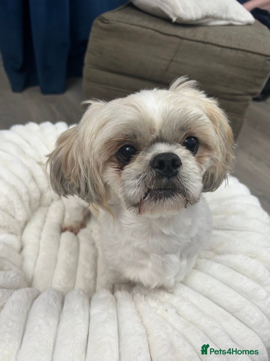Shih Tzu dogs for sale: Shih tzu - Image 8