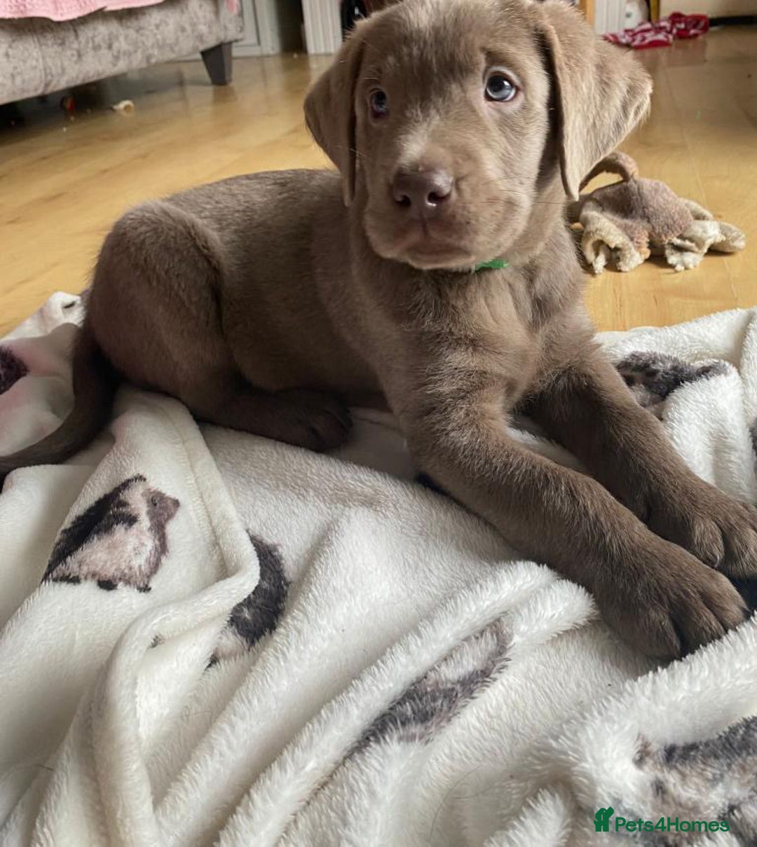 Labrador Retriever dogs for stud: Silver Labrador Stud  in Peterborough - Advert 7