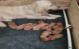 Goldendoodle dogs for sale: Goldendoodle puppies, beautiful boys and girls. - Image 10