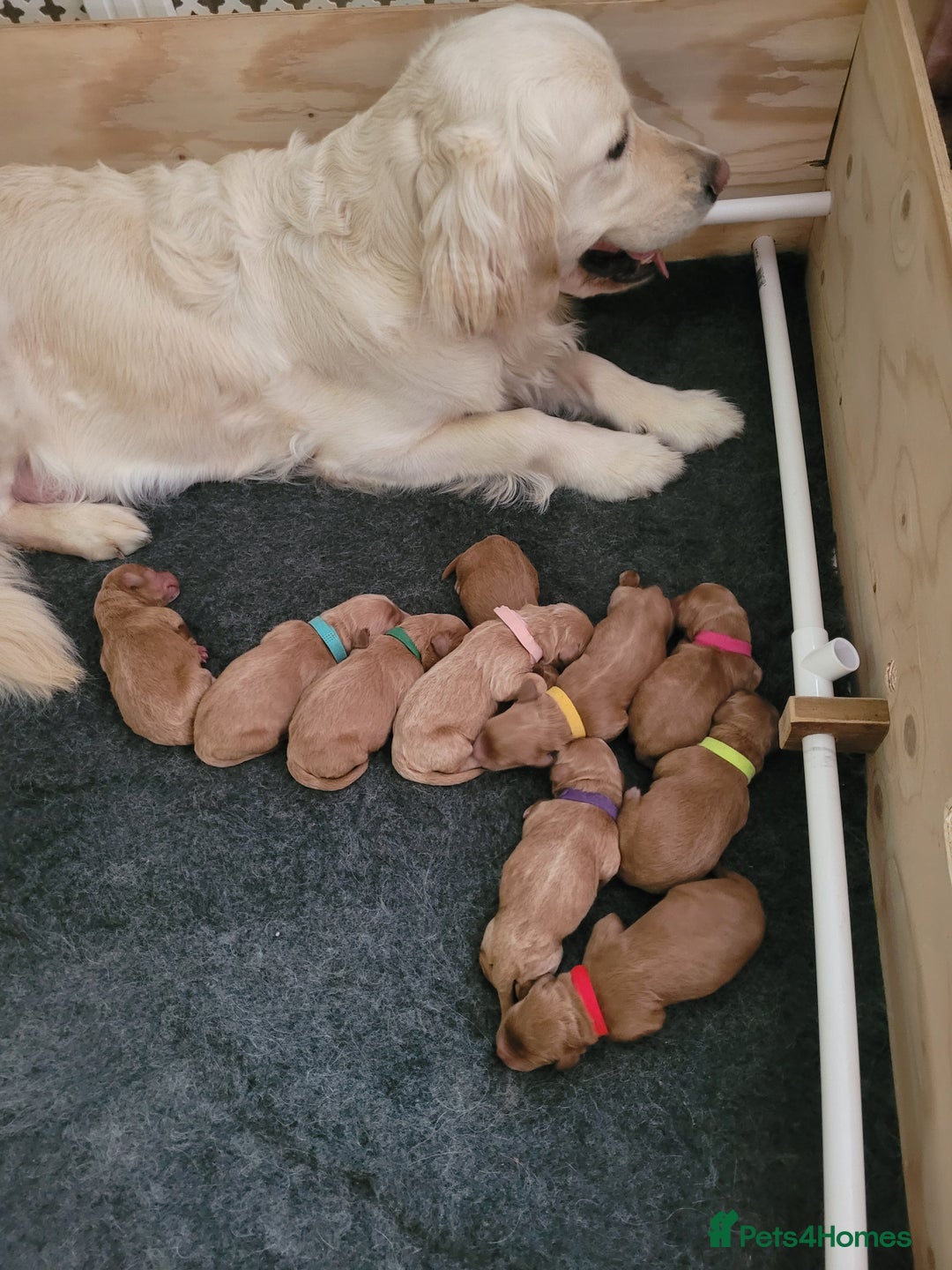 Goldendoodle dogs for sale: Goldendoodle puppies, beautiful boys and girls. - Image 10