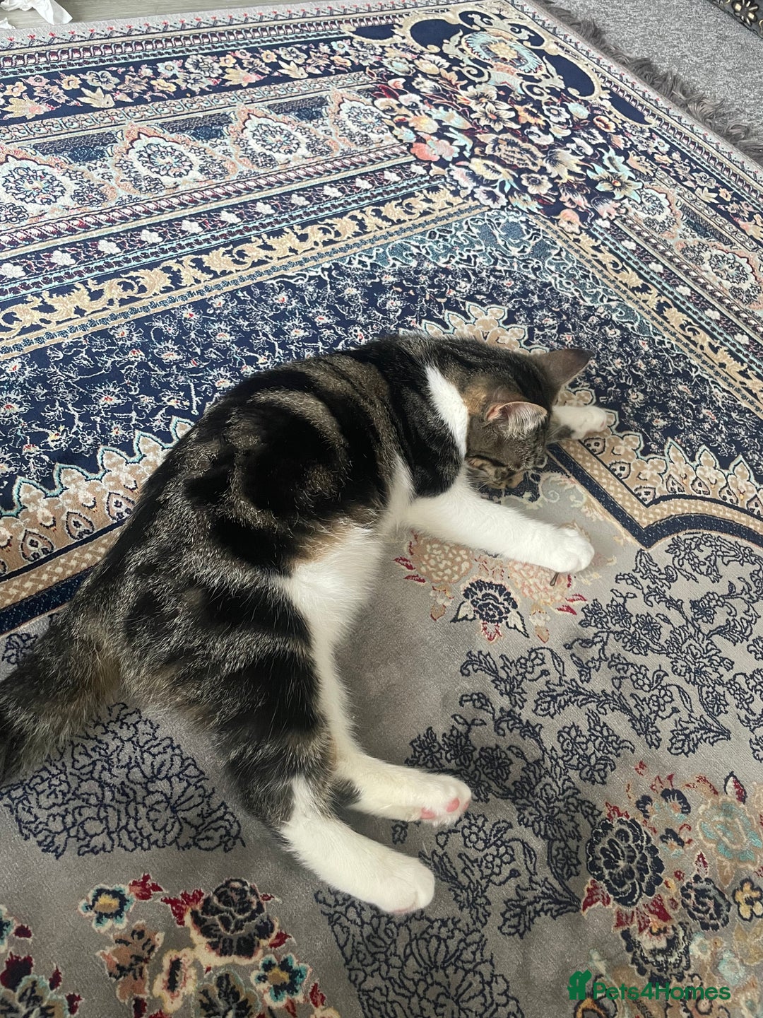 Domestic Shorthair cats for sale: Domestic shorthair kitten 4-5 month old  - Advert 4