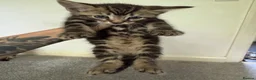Mixed Breed cats for sale: Tabby Kittens For Sale - Advert 20