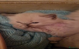 Ragdoll cats for sale: Gorgeous Ragdoll Kittens  - Image 14