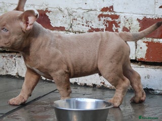 American Bully dogs Micro American bully puppies - Advert 2