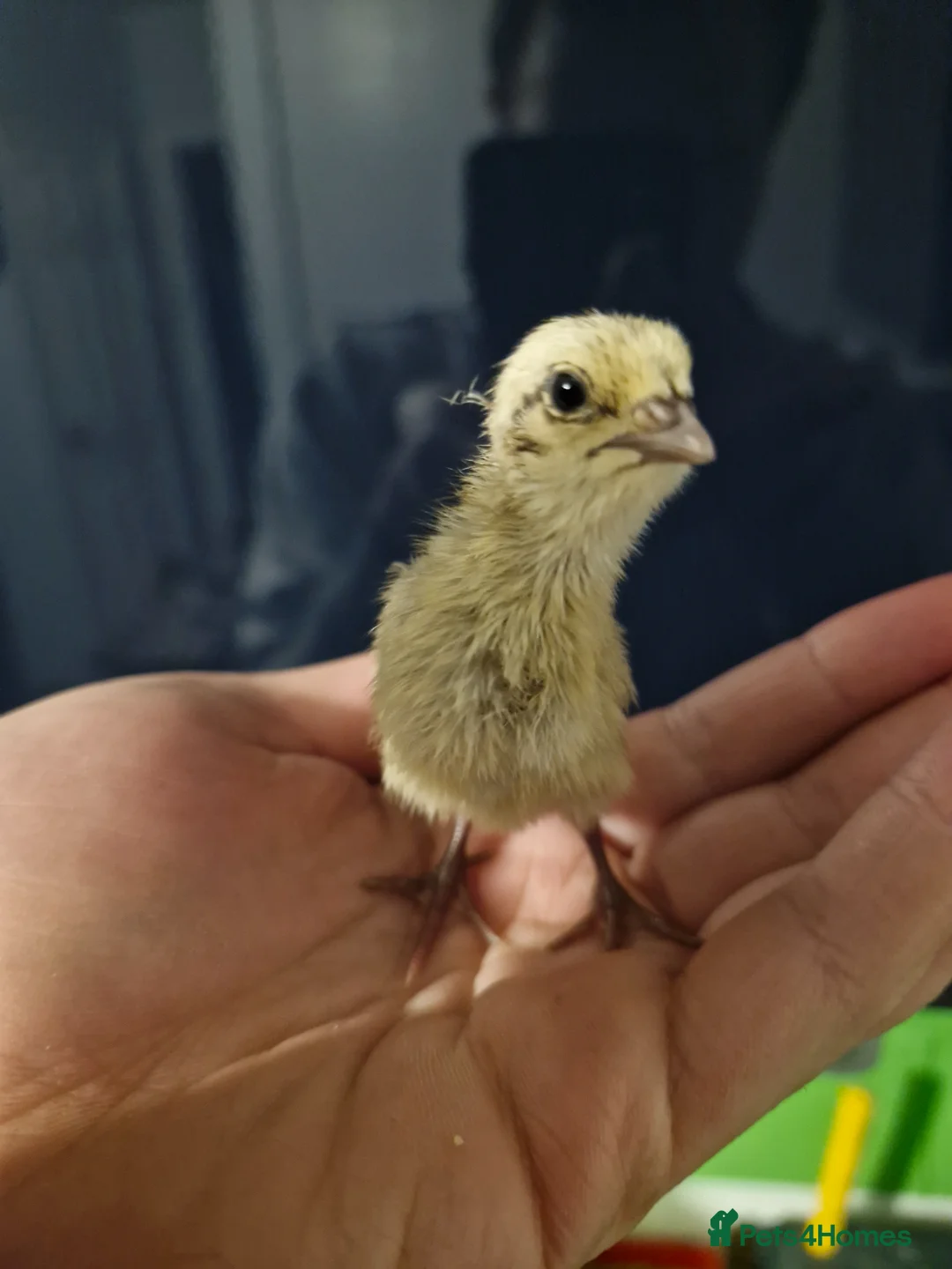 Quail poultry for sale: Jumbo Quail Chicks - Advert 1