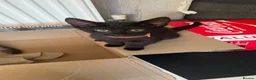 Mixed Breed cats for sale: 2 female kittens looking for loving home - Advert 3