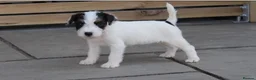 Parson Russell dogs for sale: Quality Parsons Russell Terrier Puppies - Advert 7