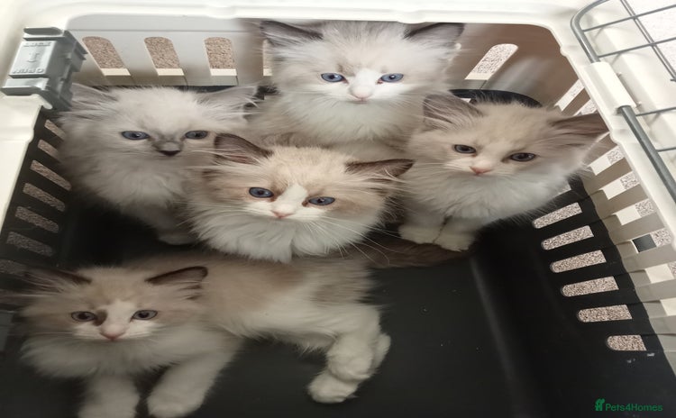 Ragdoll cats - Advert 9