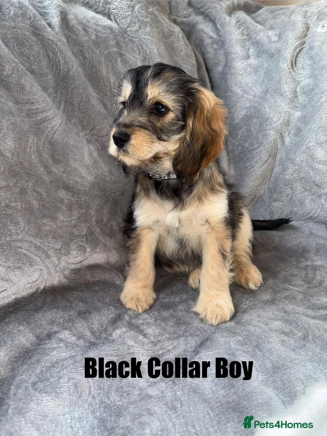Cockapoo dogs for sale: F1 Cockapoo Puppies READY TO LEAVE - Advert 2