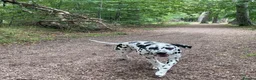 Dalmatian dogs for sale: Female Dalmatian  in Glenrothes - Advert 7