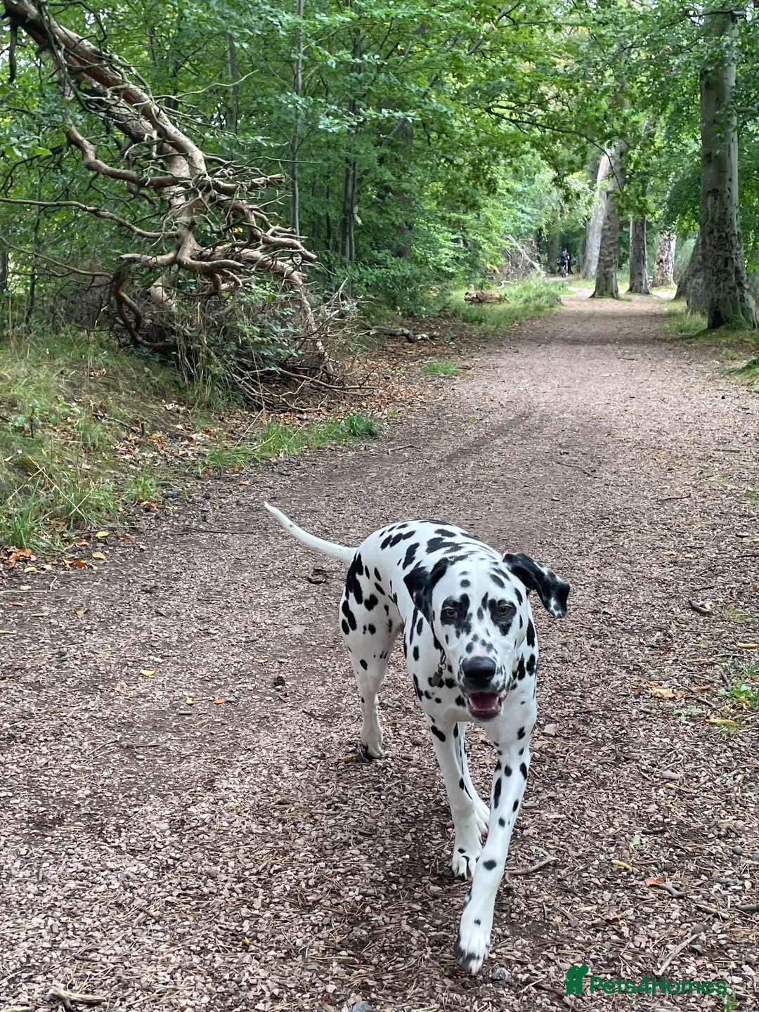 Dalmatian dogs for sale: Female Dalmatian  in Glenrothes - Advert 7