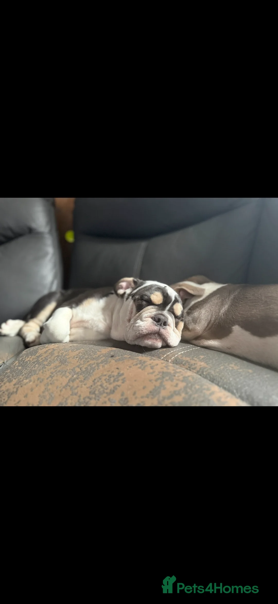 Mixed Breed dogs for sale: Bailey+Bella - Advert 4