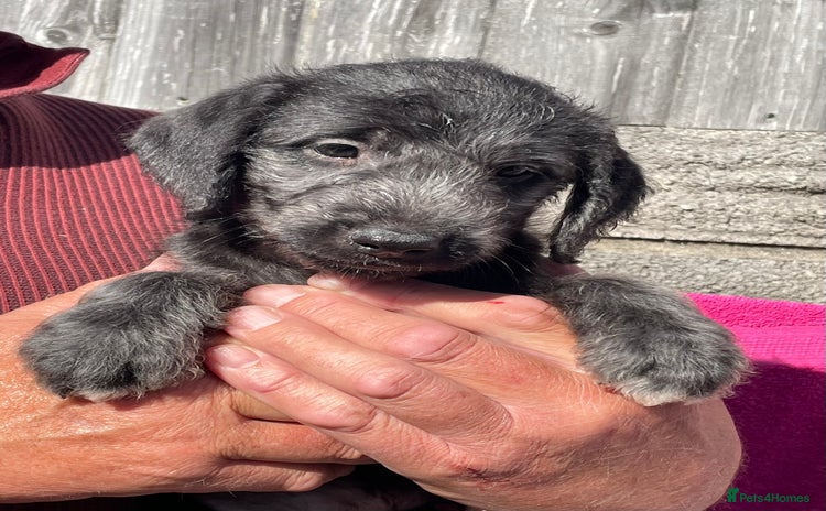 Bedlington Terrier dogs - Advert 1