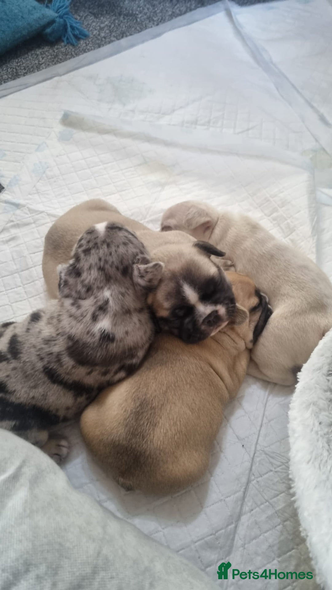 French Bulldog dogs for sale: DWKC Registered Puppies – Health Tested  - Advert 10