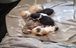 Mixed Breed cats for sale: Kittens - Image 1