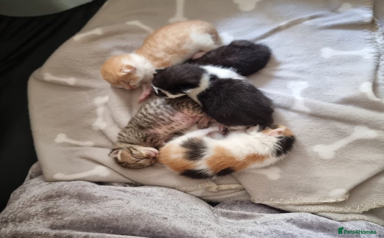 Mixed Breed cats - Advert 1