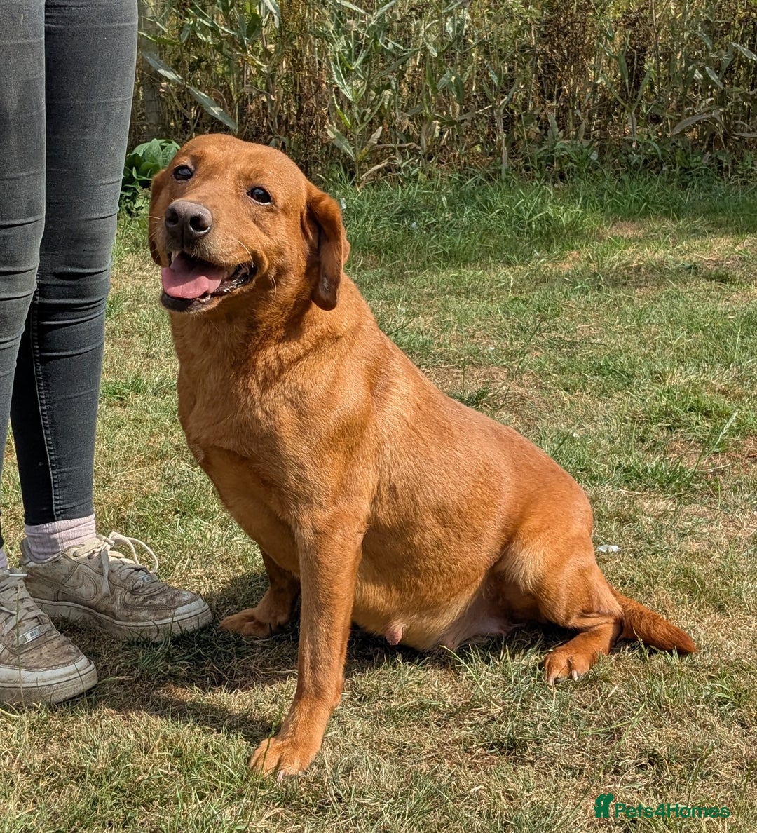 Labrador Retriever dogs for sale: Deep fox red Labrador Puppies,FULLY TESTED PARENTS - Image 7