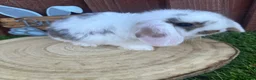 Mini Lop rabbits for sale: 🥰😍Stunning purebred mini lops ready to reserve  - Advert 12
