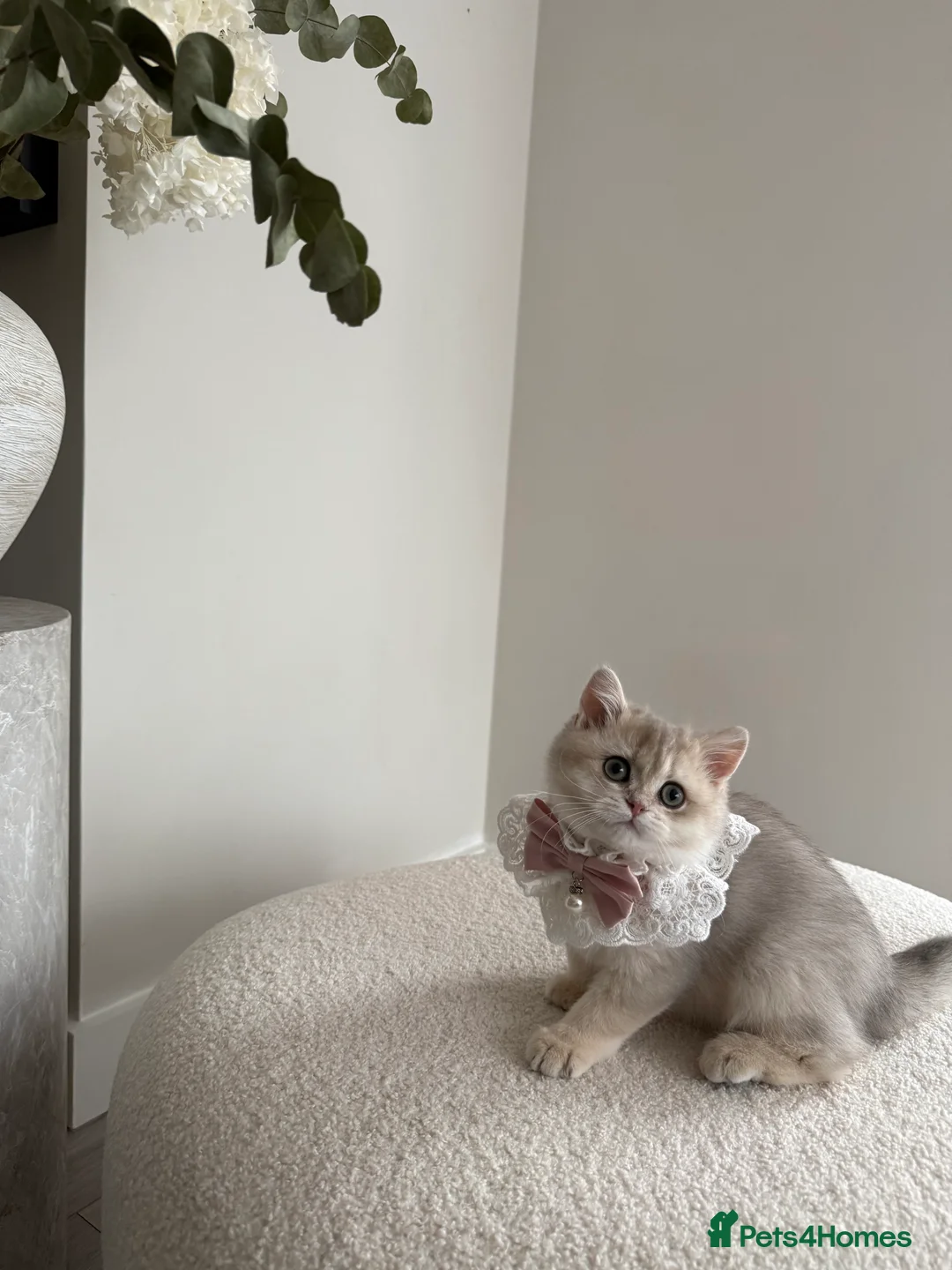 British Shorthair cats for sale: Blue Golden British Shorthair kitty - Advert 15