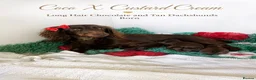 Miniature Dachshund dogs for sale: Long Hair Mini Choc & Tans - Advert 4