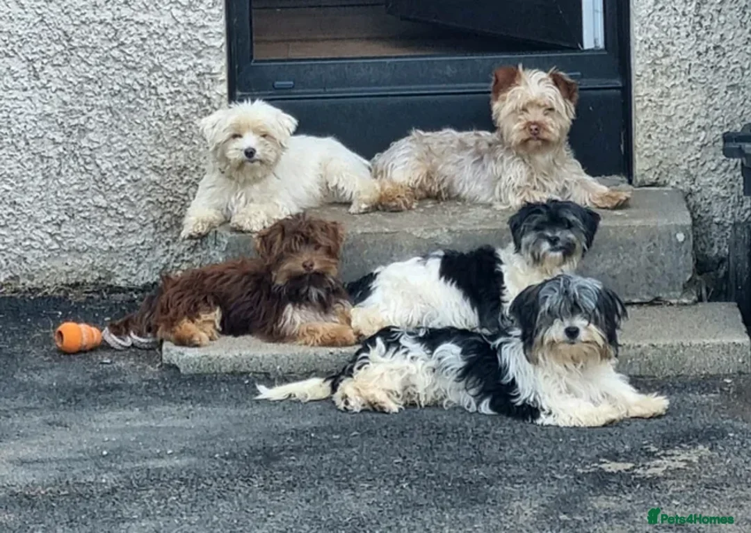 Yorkshire Terrier dogs for sale: Female chocolate sable Yorkie, Biewer terrier - Advert 1