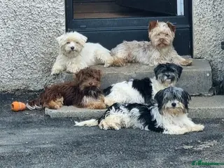 Yorkshire Terrier dogs Female chocolate sable Yorkie, Biewer terrier - Advert 1