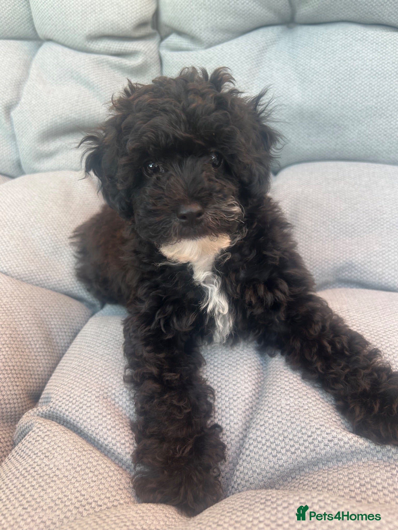 Maltipoo dogs Stunning litter of F1B Maltipoos !  - Advert 6