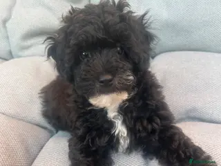 Maltipoo dogs Stunning litter of F1B Maltipoos ! - Advert 6