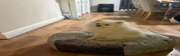Pomeranian dogs for sale: Snowy boy  - Advert 4