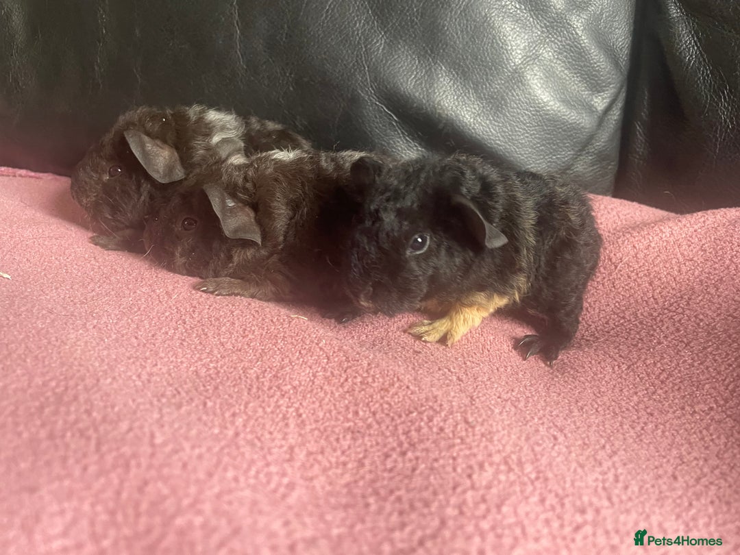 Guinea Pig rodents for sale: Cali breedings skinny pig carriers - Advert 5