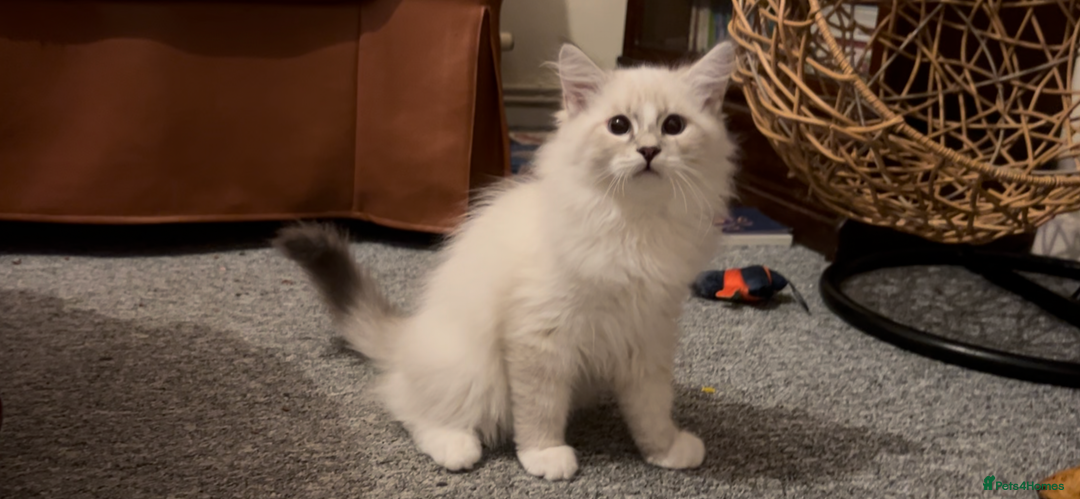 Siberian cats for sale: Sweet human friendly Siberians  - Image 1