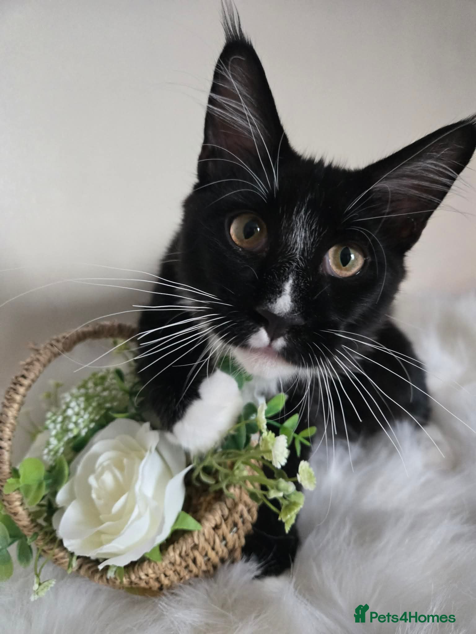 Maine Coon cats Fantastic TICA registered Maine Coon boy. - Advert 2