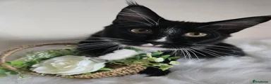 Maine Coon 1