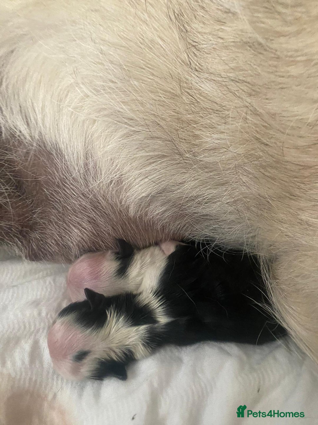 Pug dogs for stud: kc panda pug for stud in Blackpool - Image 17