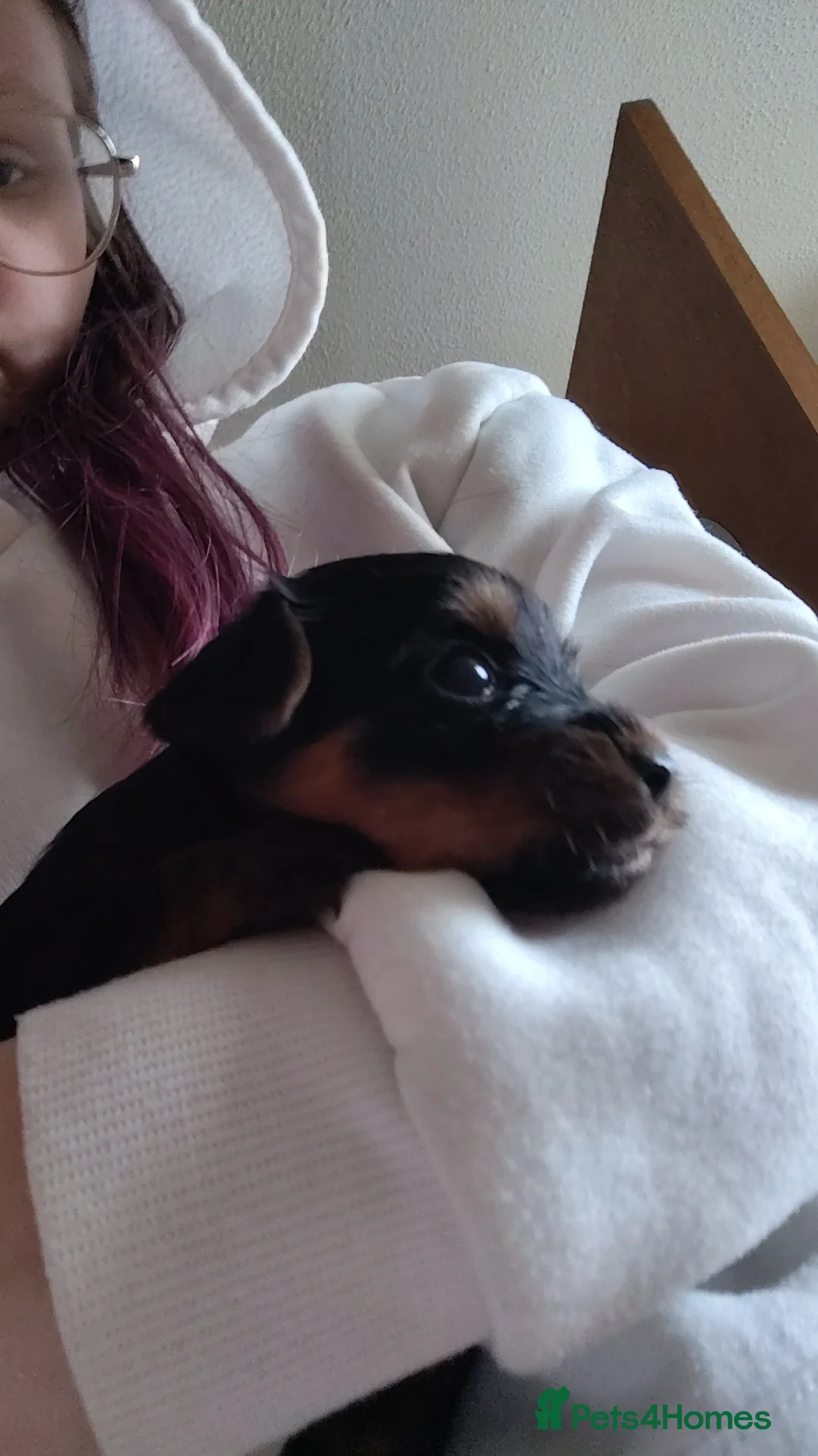 Yorkshire Terrier dogs for sale: One pure yorkie boy for £1500 in Gravesend - Advert 3