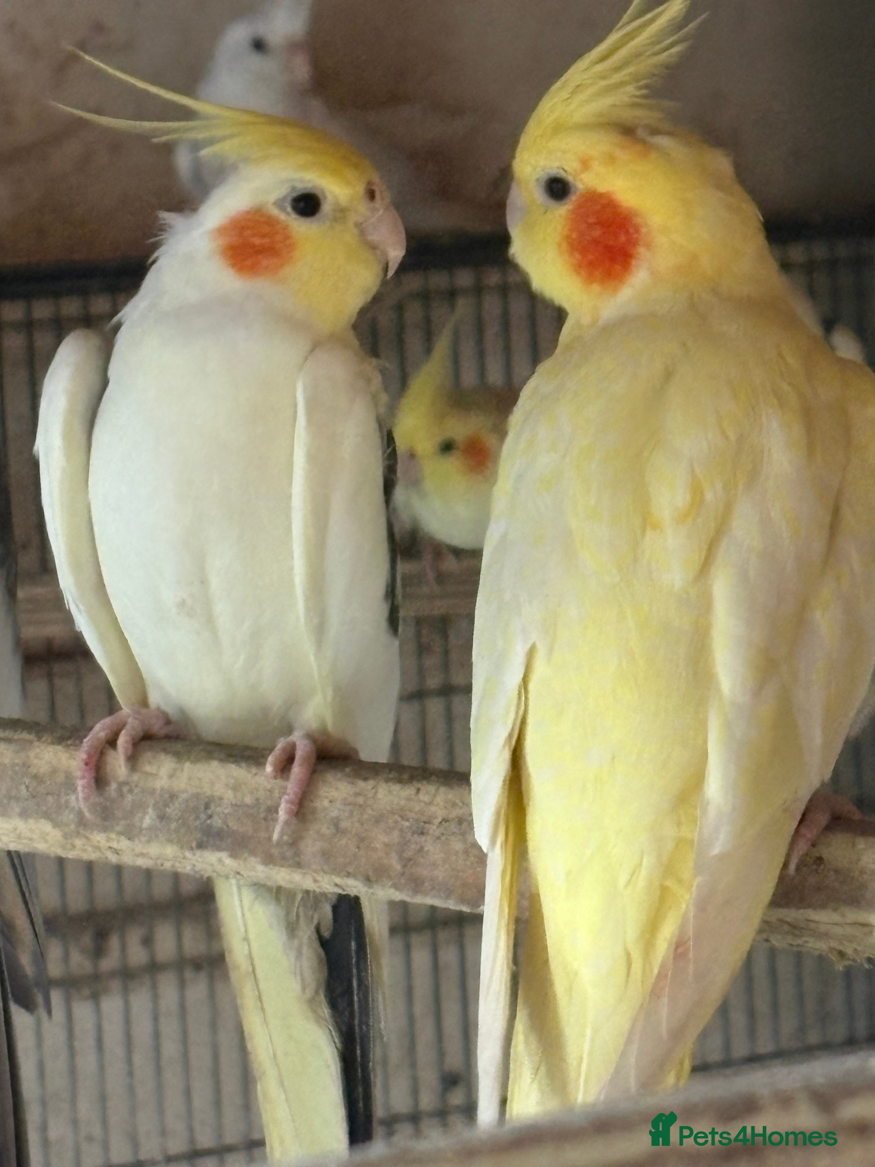 Cockatiels birds Cockatiels  - Advert 9