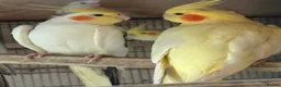 Cockatiels birds for sale: Cockatiels  - Advert 1