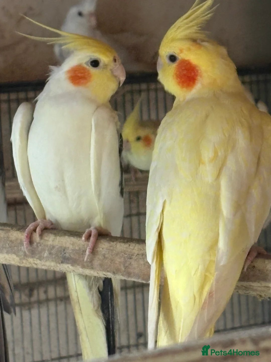 Cockatiels birds for sale: Cockatiels  - Advert 1