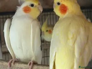 Cockatiels birds Cockatiels - Advert 9