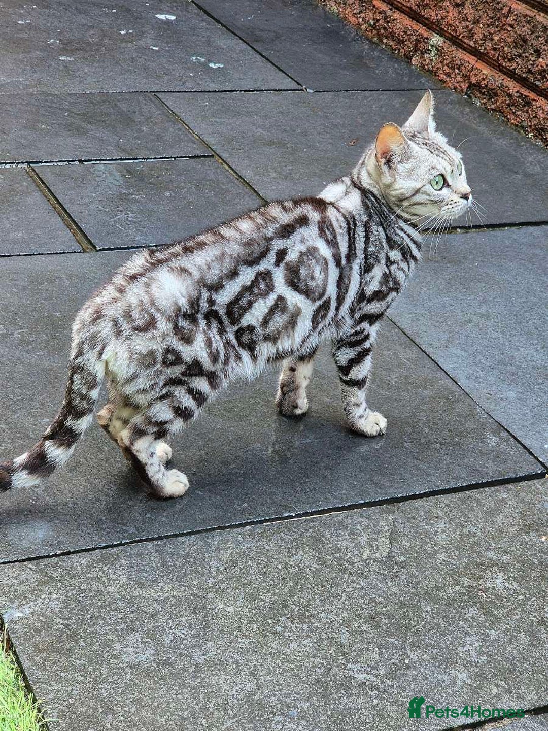 Bengal cats for sale: Stunning Pure Silver Bengal Female! - Image 5