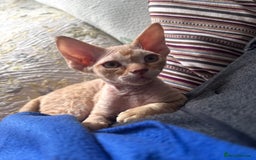Devon Rex cats for sale: Devon - Image 2