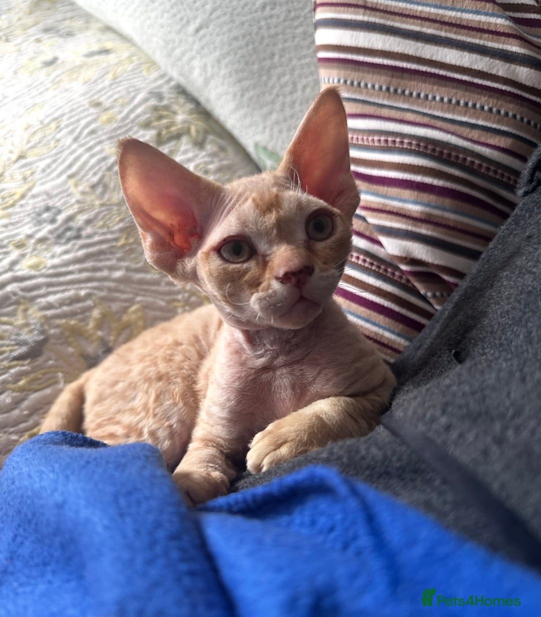 Devon Rex cats for sale: Devon - Image 2
