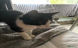 British Longhair cats for sale: Tuxedo Domestic Shorthair & Blue longhair - Image 8