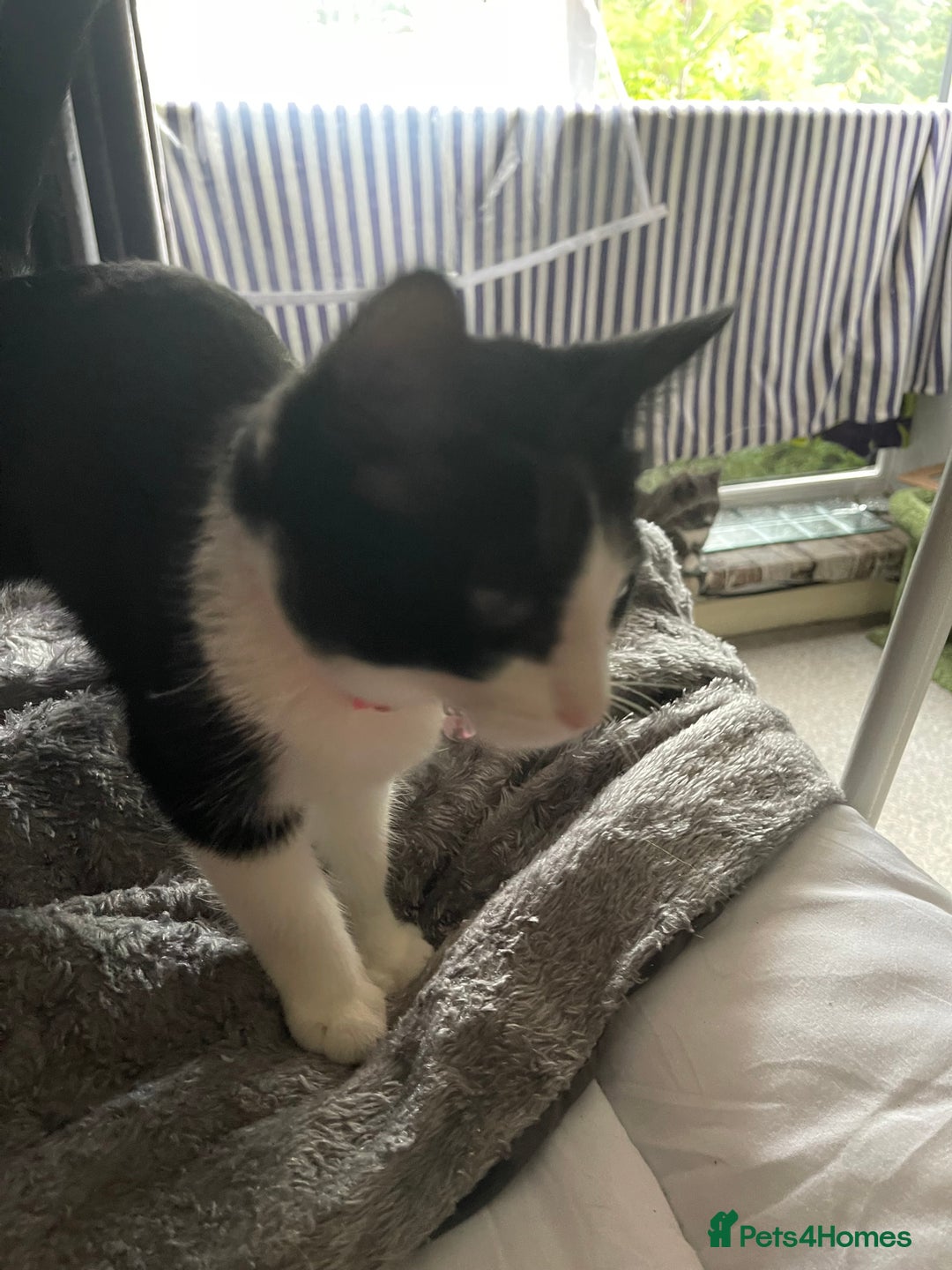British Longhair cats for sale: Tuxedo Domestic Shorthair & Blue longhair - Image 8