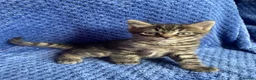 Mixed Breed cats for sale: Mainecoon kittys  - Advert 11
