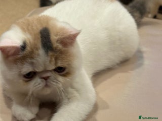 Exotic cats Outstanding quality exotic kittens Champion lines - Advert 12