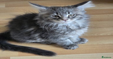 Maine Coon cats - Advert 7